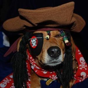 Meet your Posher, Janet